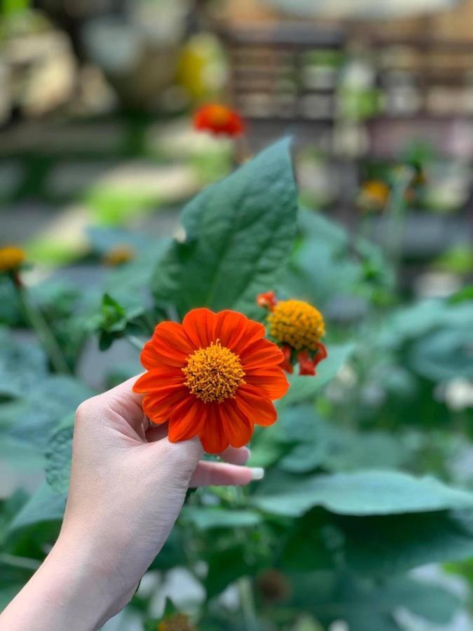Cherry Garden Homestay Hội An Kültér fotó