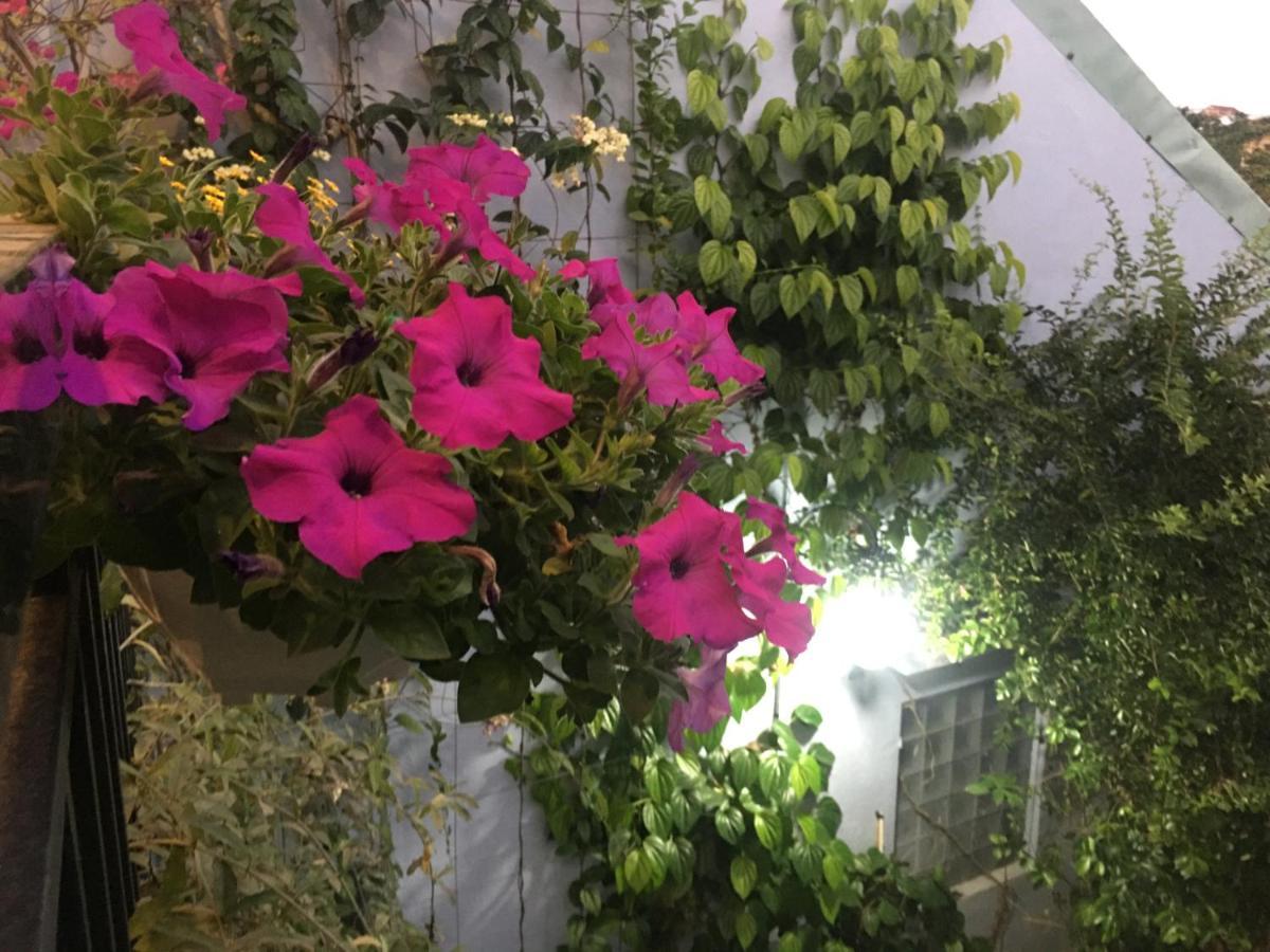 Cherry Garden Homestay Hội An Kültér fotó