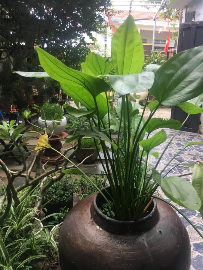 Cherry Garden Homestay Hội An Kültér fotó