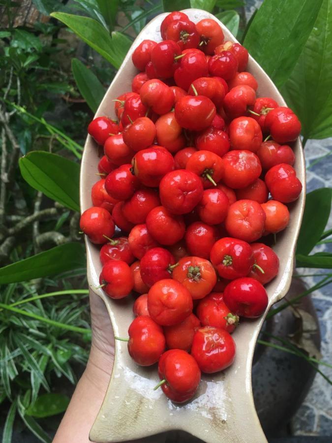 Cherry Garden Homestay Hội An Kültér fotó